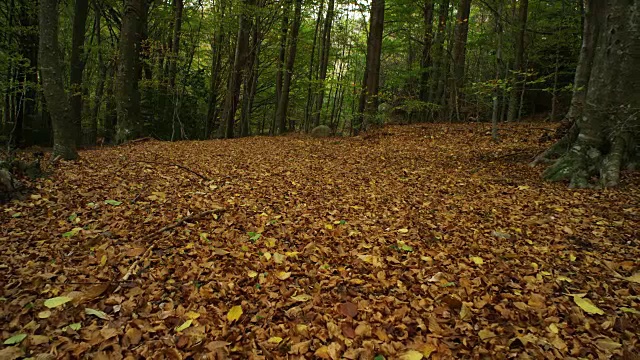 秋天W/S轨道落后的森林，地上覆盖着树叶视频素材