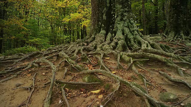 W/S径向前大根老山毛榉树，秋视频素材