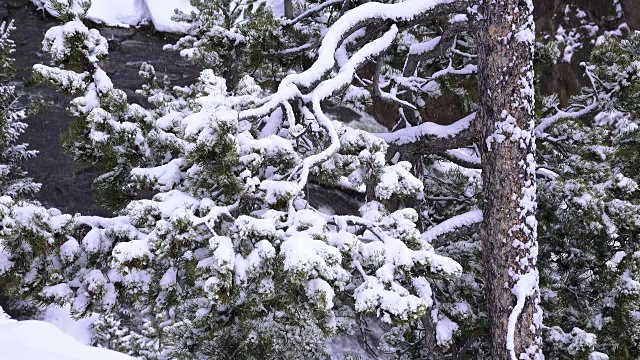 美国黄石国家公园的雪和冰的松树枝，冬天视频下载