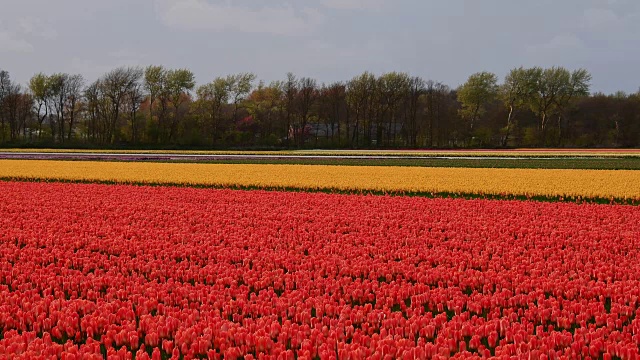 荷兰南荷兰，Lisse, Bollenstreek五颜六色的郁金香田视频下载