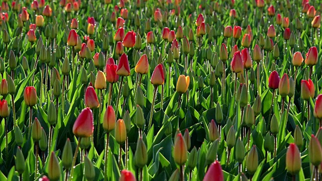 荷兰南荷兰的希勒贡，博伦斯特里克，春天的郁金香视频素材