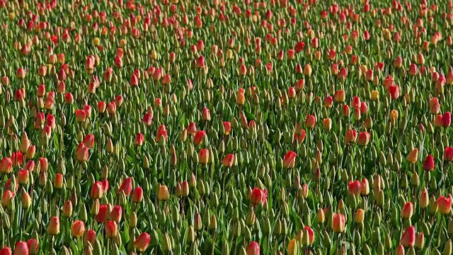 荷兰南荷兰，彩色的郁金香田视频素材