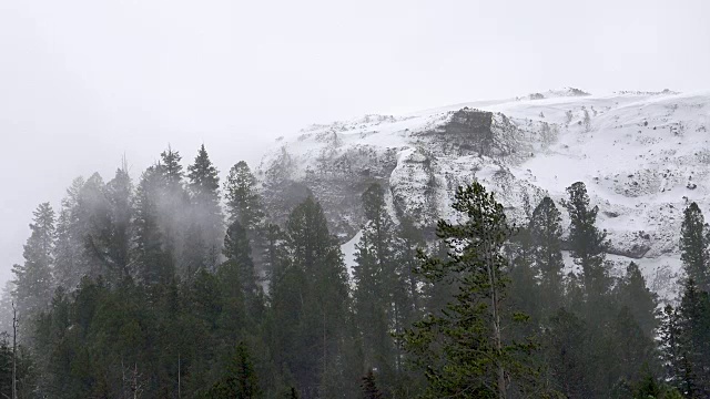 雪吹过树林，黄石国家公园，冬天视频下载