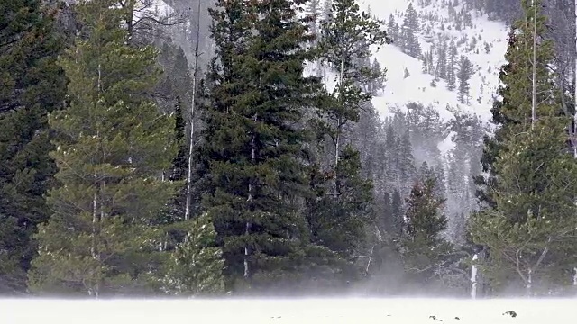 雪花飘飘，黄石国家公园，冬天视频下载