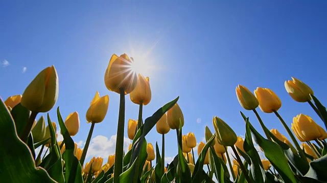 黄色郁金香，蓝天和阳光，南荷兰，博伦斯特里克视频素材
