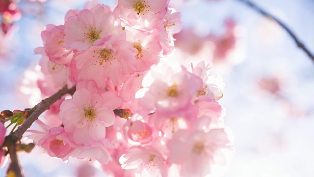 粉红色的樱花在晴朗的天空背景视频素材