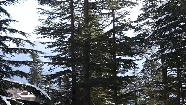 冬季森林视频下载