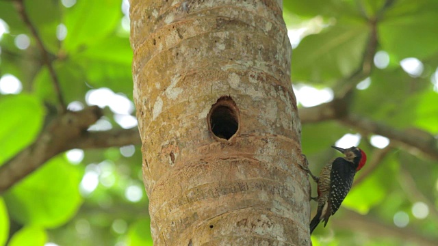 两只成年黑颊啄木鸟(Melanerpes pucherani)正在喂养他们的孩子视频下载