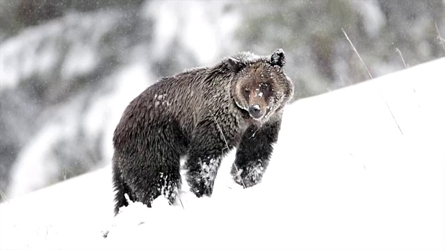MS拍摄到一只灰熊(熊氏熊)在新雪中行走视频下载