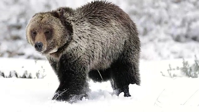 MS/TS拍摄到一只灰熊(Ursus arctos)在新雪中行走视频素材