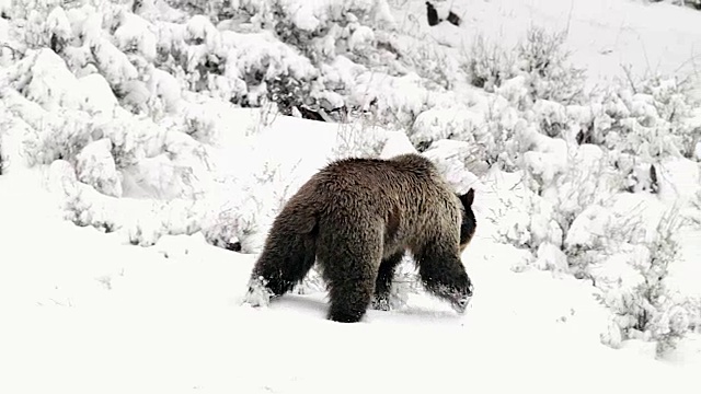 MS拍摄到一只灰熊(熊氏熊)在新雪中行走视频素材