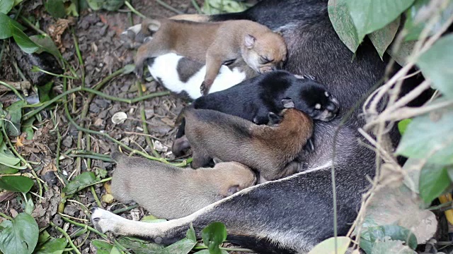 泰国母乳喂养小狗。视频下载