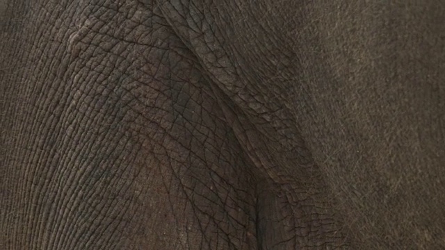 大象的身体特写视频素材
