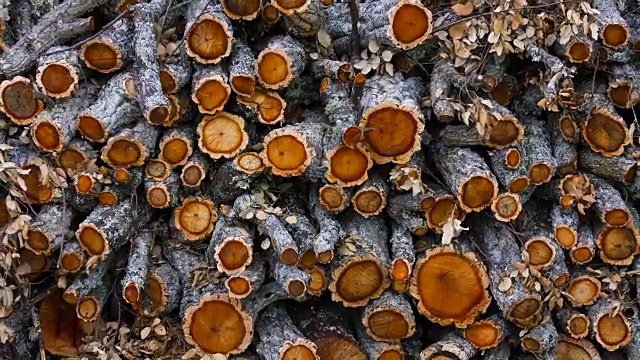 软木橡树，Faia Brava, Côa山谷，西伊比利亚，葡萄牙，欧洲，野生的欧洲视频下载