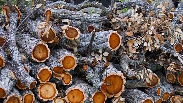 软木橡树，Faia Brava, Côa山谷，西伊比利亚，葡萄牙，欧洲，野生的欧洲视频素材