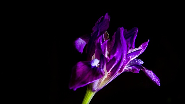 紫色的蝴蝶花在黑色的背景上开花视频素材