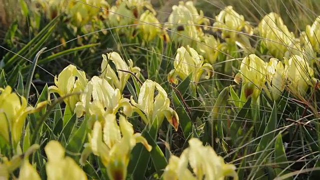 黄色野生鸢尾的林间空地视频素材