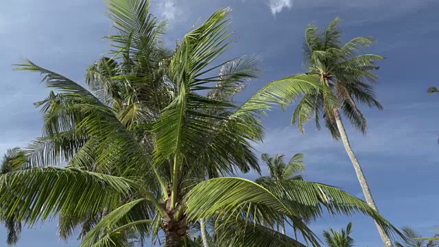 PAN /棕榈树视频下载