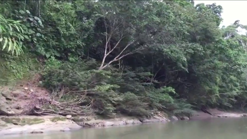 在厄瓜多尔亚马逊河上，Kichwa印第安人驾驶独木舟顺流而下的广角镜头。左图拍摄河岸和支流。视频素材