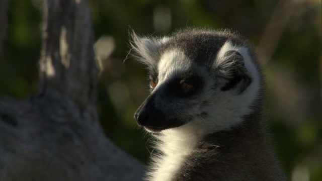 马达加斯加，环尾狐猴(狐猴猫)在晒太阳和打盹视频下载
