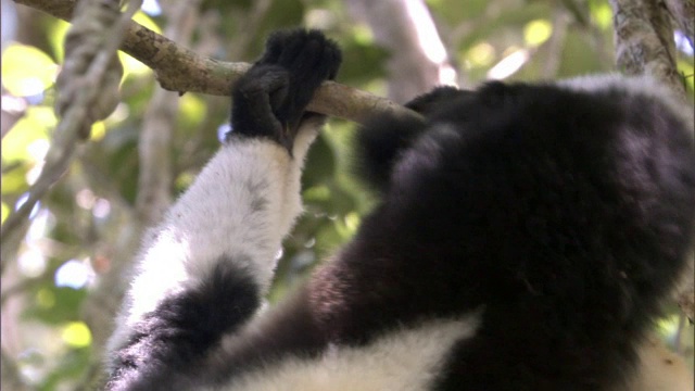 大狐猴和幼崽在森林里摔跤，马达加斯加视频下载