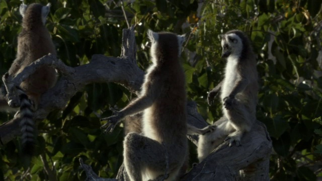 环尾狐猴(狐猴猫)在马达加斯加晒太阳视频下载