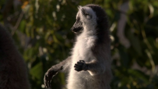 环尾狐猴(狐猴猫)日光浴，马达加斯加视频下载