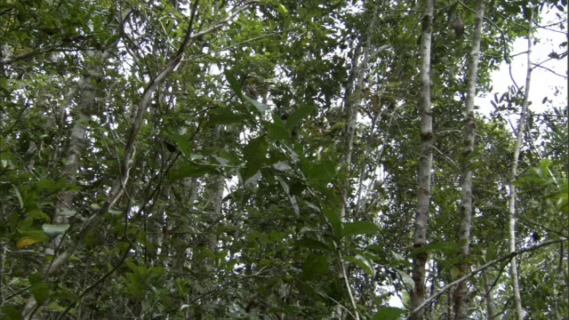 马达加斯加，大狐猴在树间跳跃视频下载