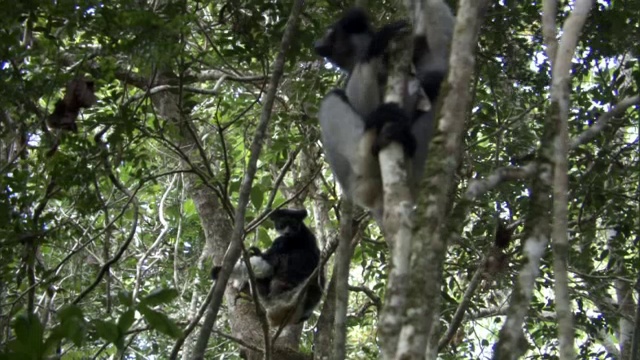 年轻的大狐猴(inr Indri)跳跃树，马达加斯加视频下载