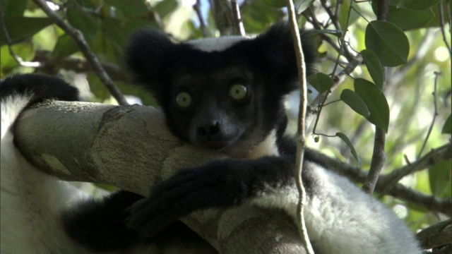 马达加斯加，大狐猴在树上休息视频下载