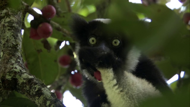 马达加斯加，大狐猴在森林里吃水果视频下载
