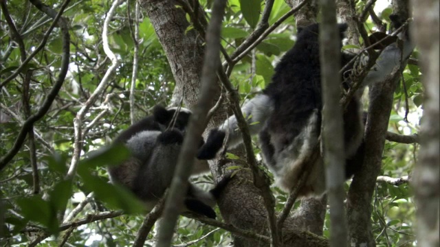 马达加斯加森林中的大狐猴(大狐猴)和幼猴视频下载