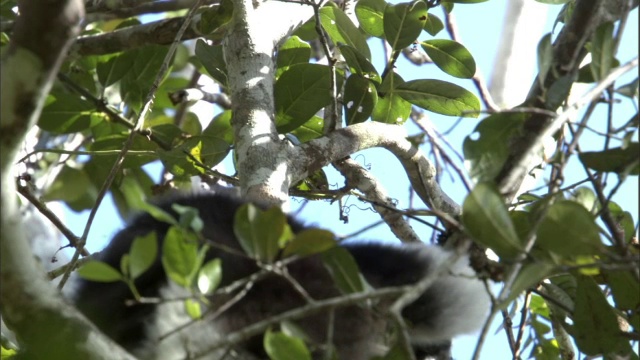 马达加斯加，大狐猴在树上鸣叫视频下载