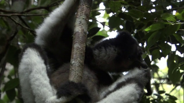 马达加斯加森林里的大狐猴(inr Indri)视频下载
