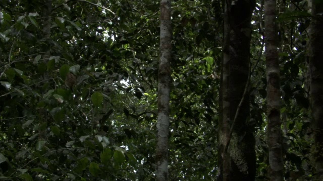 大狐猴(inr Indri)跃出森林，马达加斯加视频下载