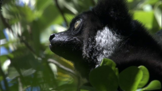 大狐猴(inr Indri)在森林中梳理和环顾四周，马达加斯加视频下载