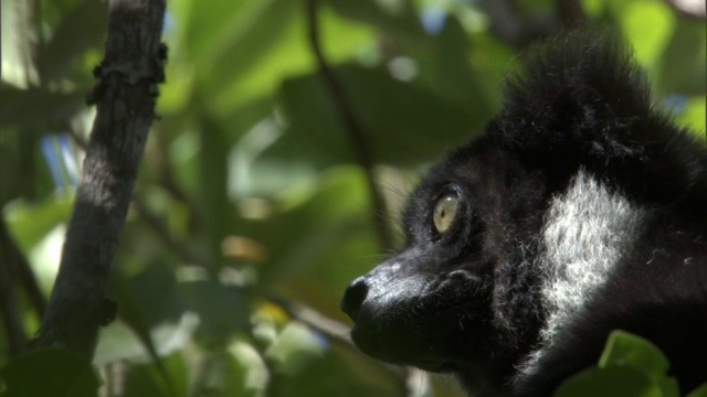 大狐猴在森林里四处张望，马达加斯加视频下载