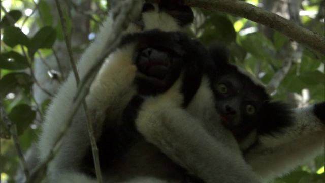 马达加斯加，小大狐猴用脚抓住父母的头视频下载