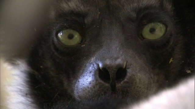 这是一只在树上睡觉的大狐猴的脸，马达加斯加视频下载