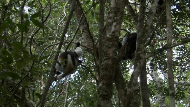 年轻的大狐猴(inr Indri)跳跃树，马达加斯加视频下载
