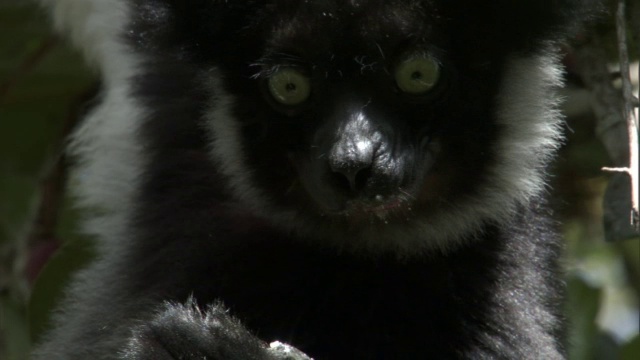 马达加斯加，大狐猴在树上吃水果视频下载