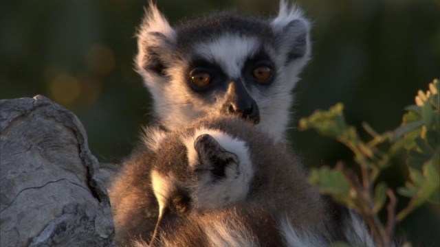 马达加斯加，环尾狐猴在黄昏休息视频素材