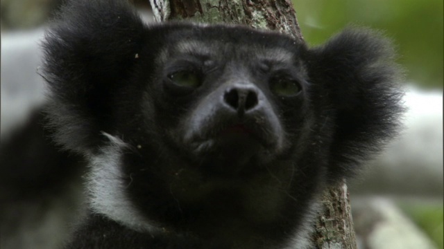 大狐猴在森林里四处张望，马达加斯加视频下载