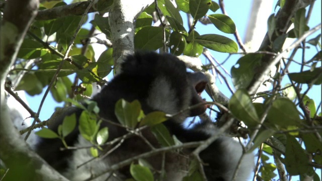 马达加斯加，大狐猴在树上鸣叫视频下载