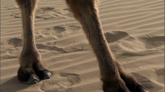 骆驼队走过塔克拉玛干的沙丘，视频下载
