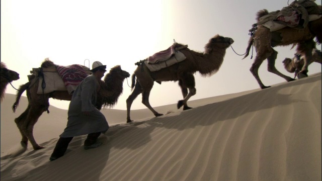 骆驼队走过塔克拉玛干的沙丘，视频下载
