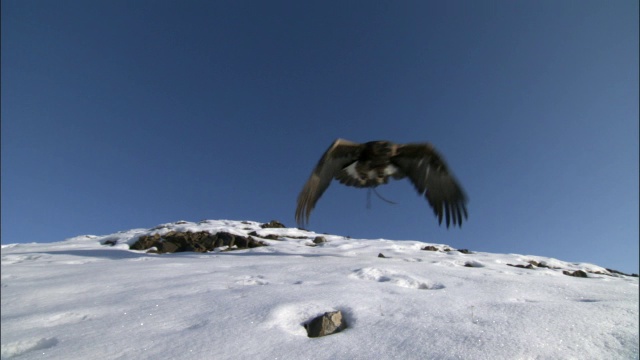 金鹰(Aquila chrysaetos)起飞并飞越草原，贾库尔特，中国视频素材
