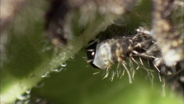 家蚕毛虫(家蚕)以树叶为食。视频下载