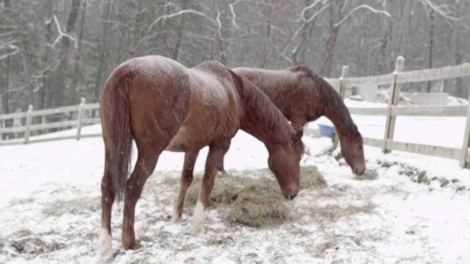 两匹马在雪地里吃东西的广角镜头，对焦视频下载