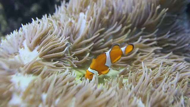 小丑鱼-水池中的角闪鱼和海葵。视频素材